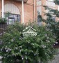 Продается шикарный дом в самом центре Херсона.